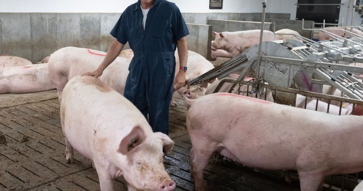Свиновъдите в Квебек се разтърсват като „перфектната буря“ създава икономическа криза