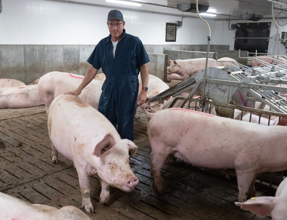 Francois Nadeau tends to his pigs at his pork farm in St-Sebastien, Que., Tuesday, Nov. 28, 2023. THE CANADIAN PRESS/Ryan Remiorz.