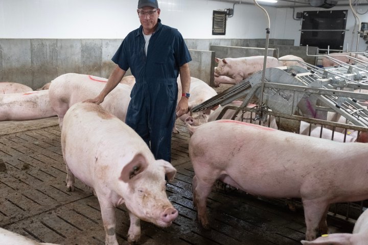 Pork farmers in Quebec reeling as a ‘perfect storm’ creates economic crisis