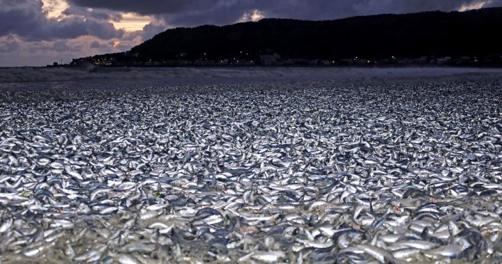 日本海岸出现前所未有的1200吨鱼类搁浅景象