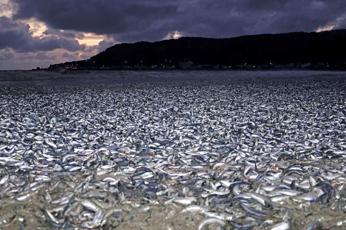 Sardines and mackerels are seen washed up on a beach in Hakodate, Hokkaido, northern Japan Thursday, Dec. 7, 2023.