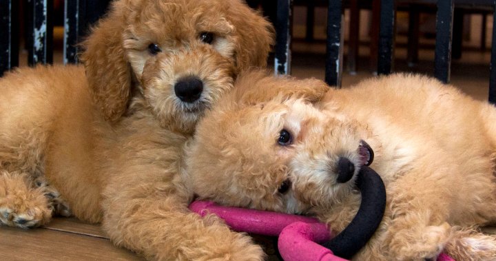 Правителството на Онтарио се прицели в новото законодателство срещу заводите за кученца