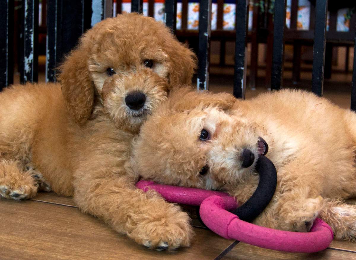 In this Monday, Aug. 26, 2019 file photo, Puppies play in a cage at a pet store in Columbia, Md. 