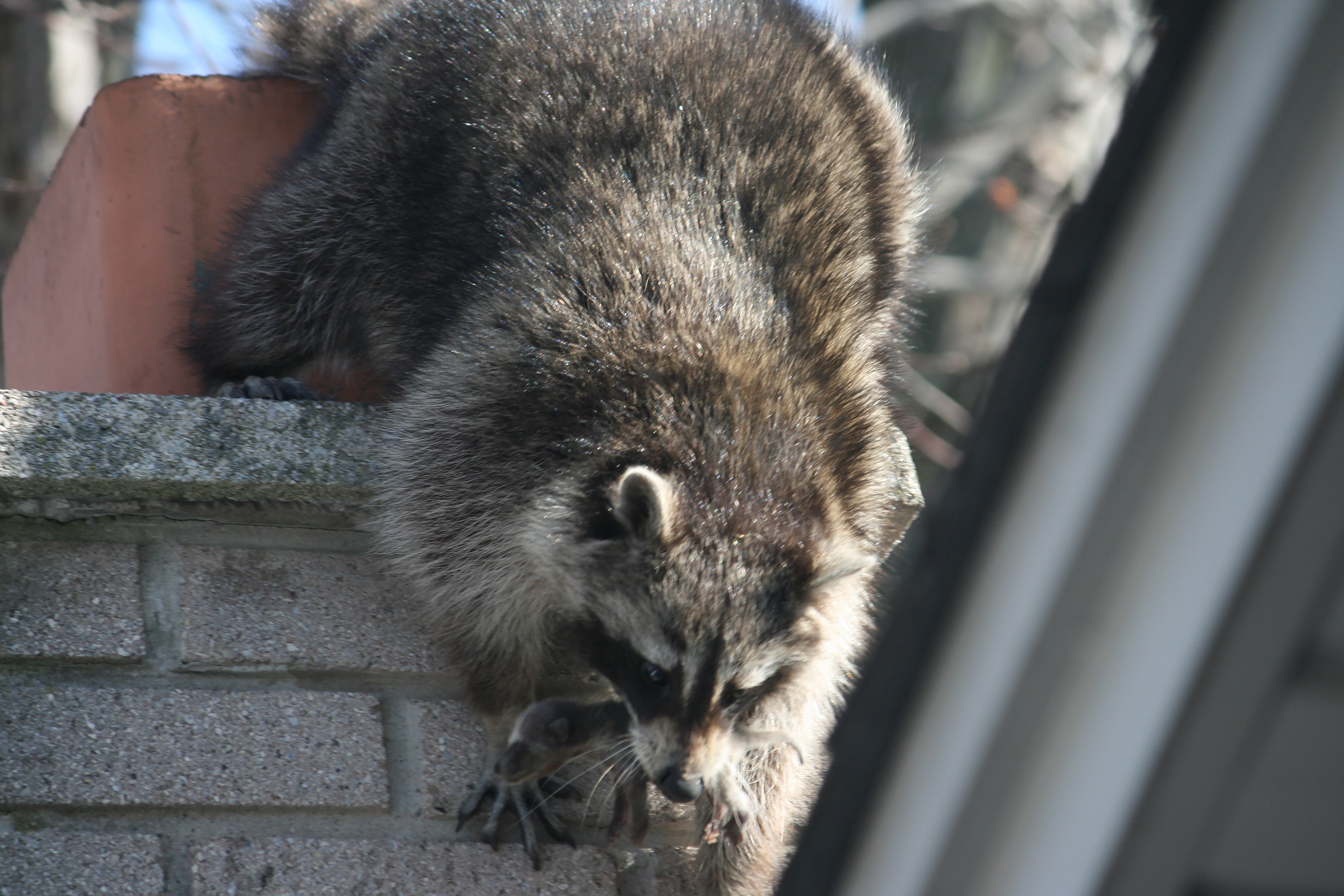 Raccoons ‘aggressively’ seized from ‘squalid’ Ontario sanctuary, competing court docs claim