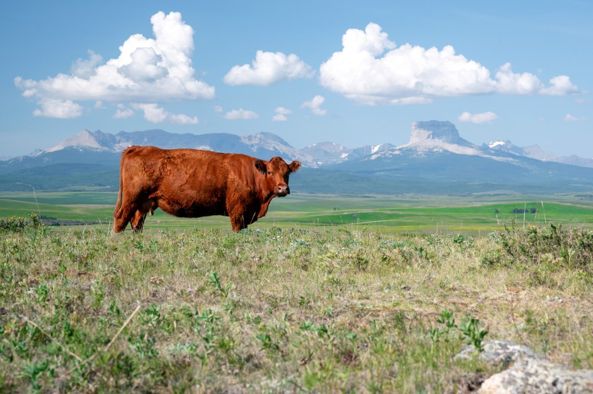 An undated photo of a cow on the 323-hectare Bectell Ranch near Police Outpost Provincial Park in southwestern Alberta.