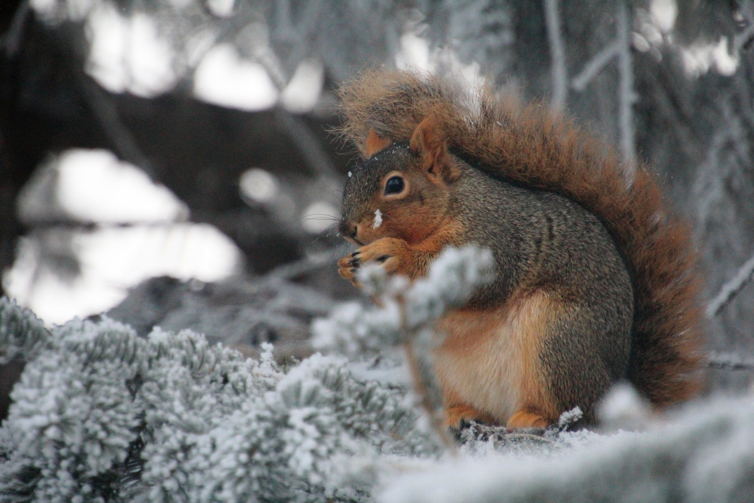 Празничният сезон е тук и фотографите показват снимки направени около