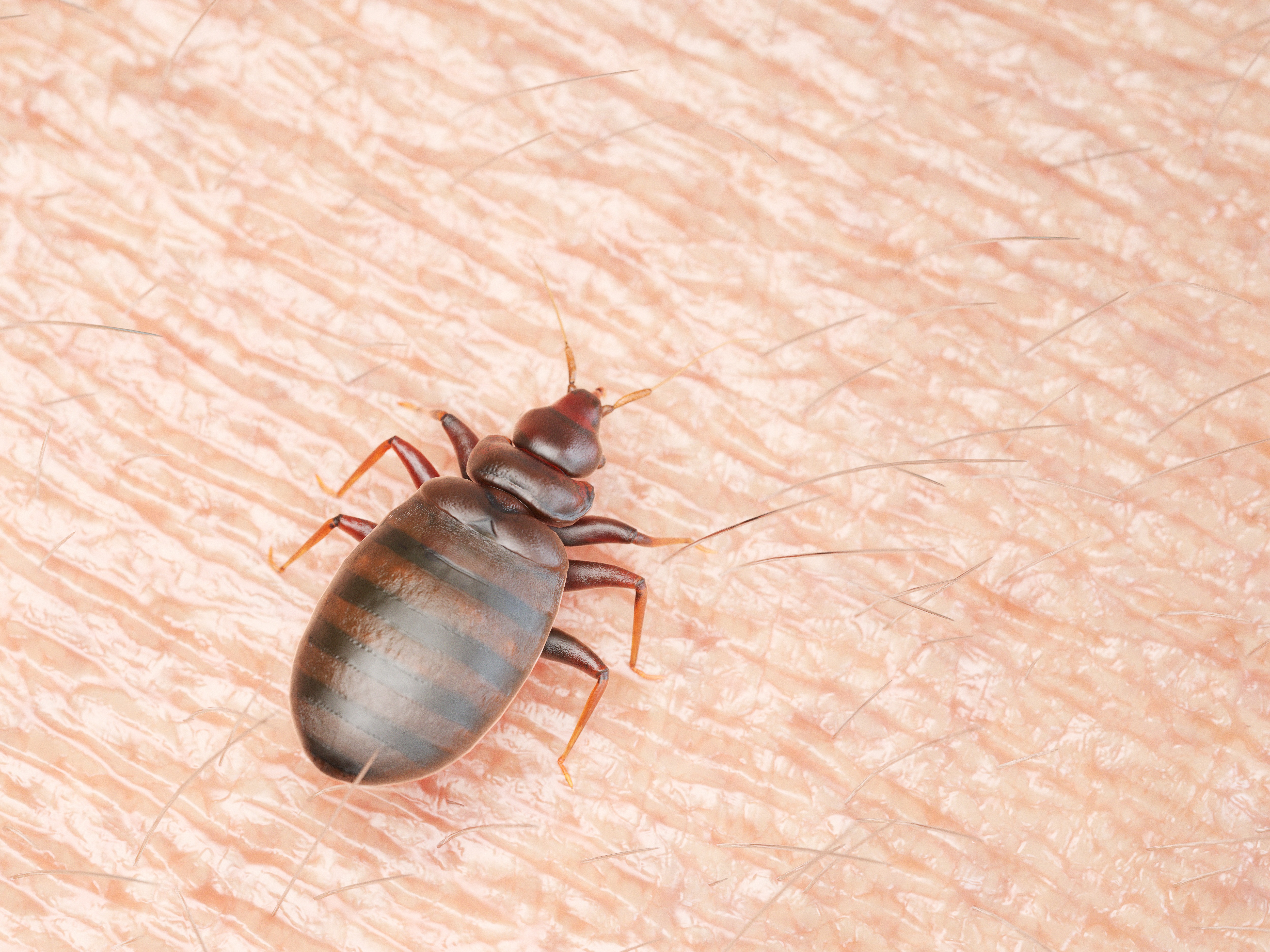 2 men arrested in bed bug fumigation scam targeting seniors in France