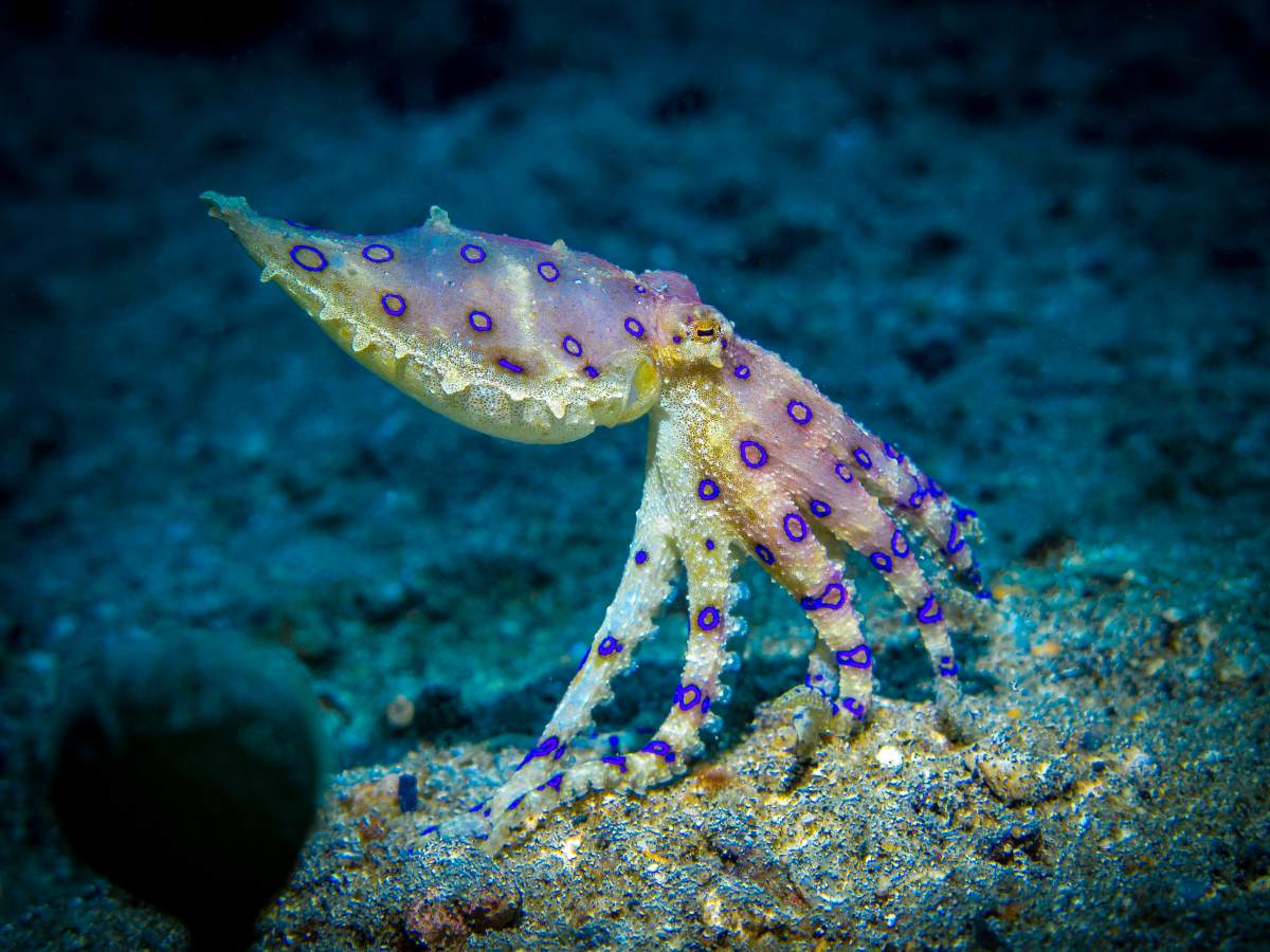 A blue-ringed octopus.