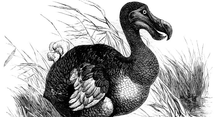 ‘De-extinction’ of the dodo: Company to try resurrecting long-extinct bird