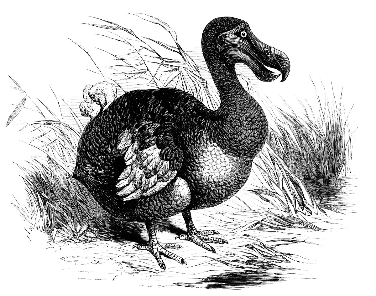 A sketch of a dodo.