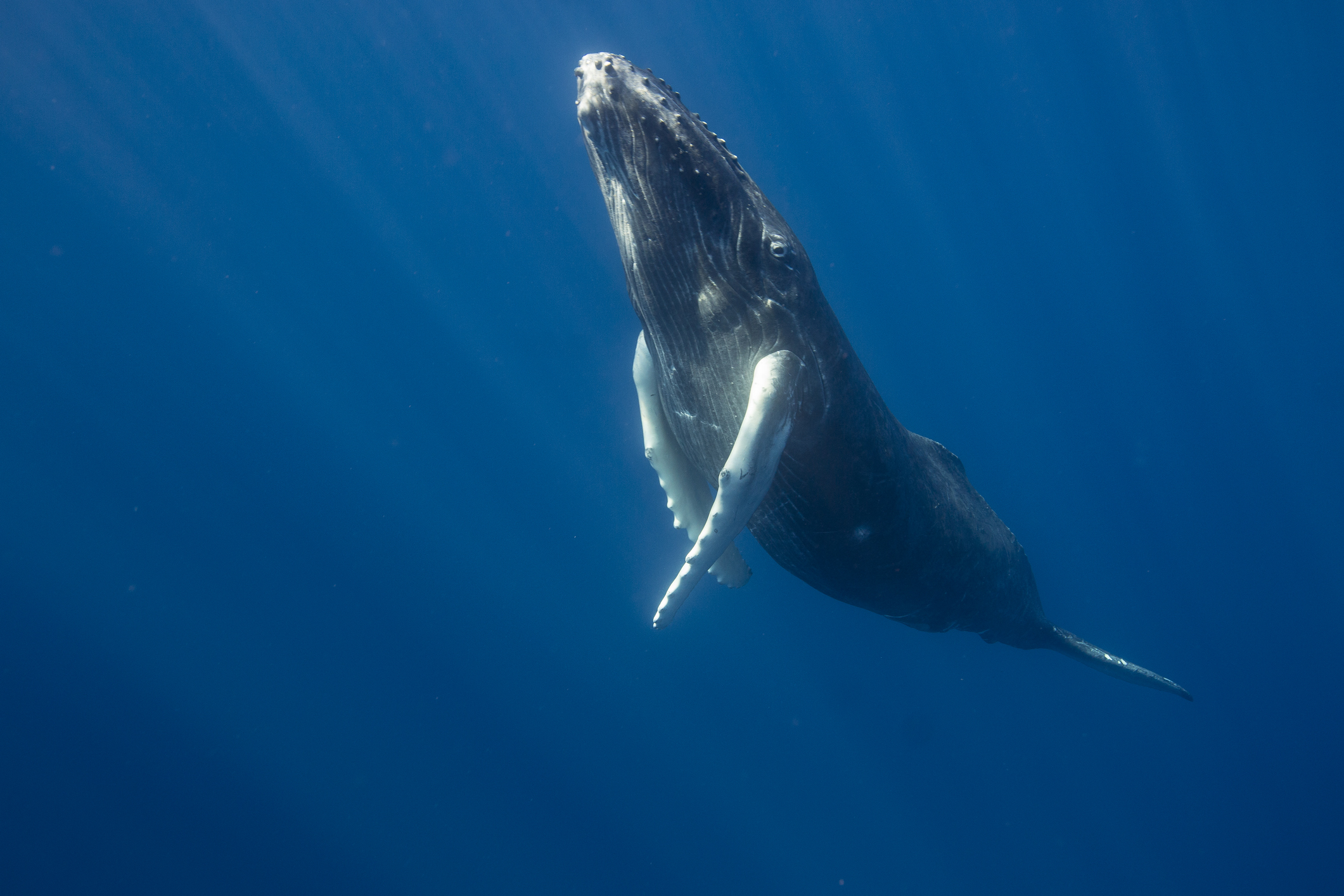 1st-ever ‘conversation’ between humans, whale could help us talk to aliens