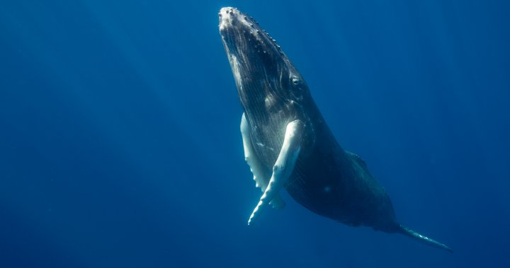 Първи по рода си „разговор“ между хора, кит може да ни помогне да говорим с извънземни: проучване