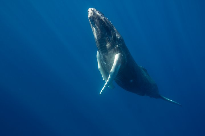 1st-ever ‘conversation’ between humans, whale could help us talk to aliens: study