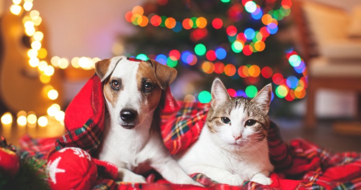 Happy Howl-idays! Send us photos of your pets in their festive best – National