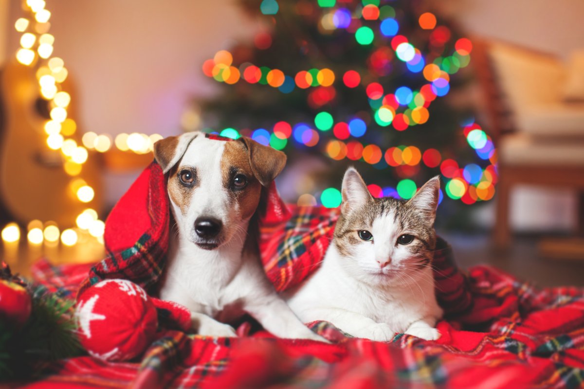 Send us your best photos of your four-legged friends getting into the holiday spirit!