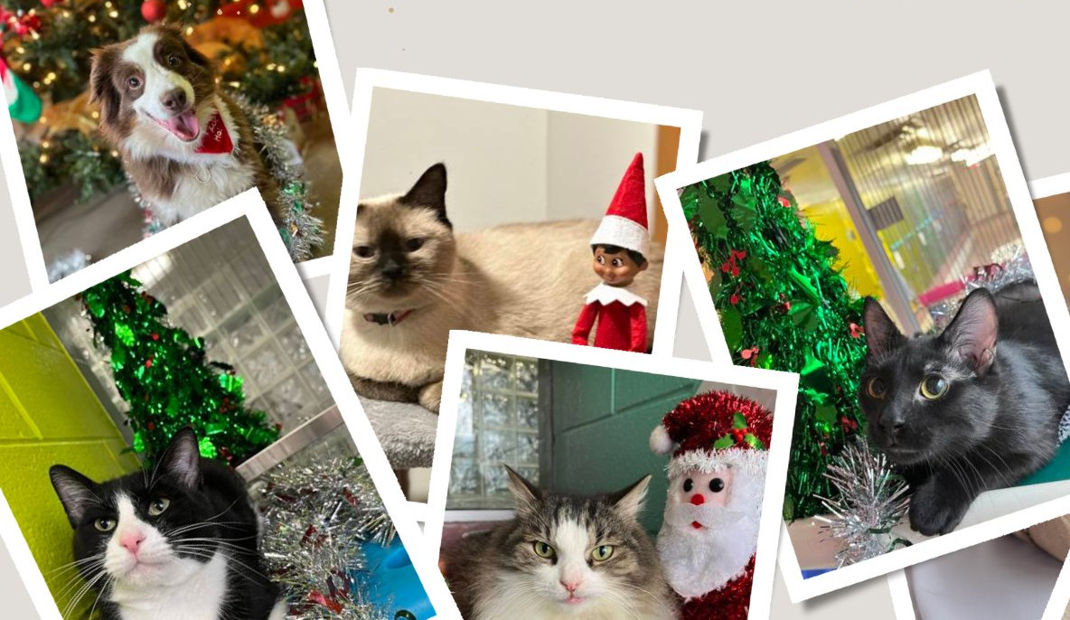 Hamilton, Niagara pet shelters at capacity step up adoptions and foster programs for the holidays