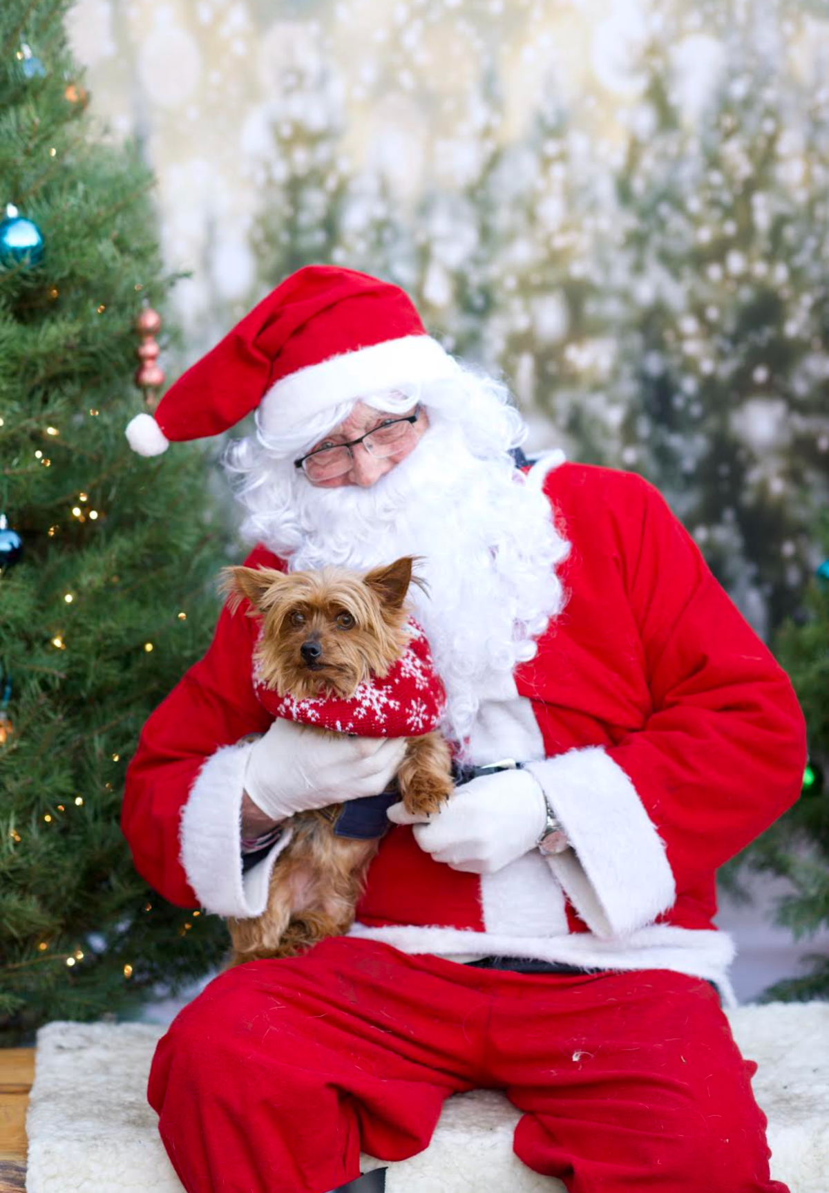 Happy Paw lidays Global News readers share their adorable pet