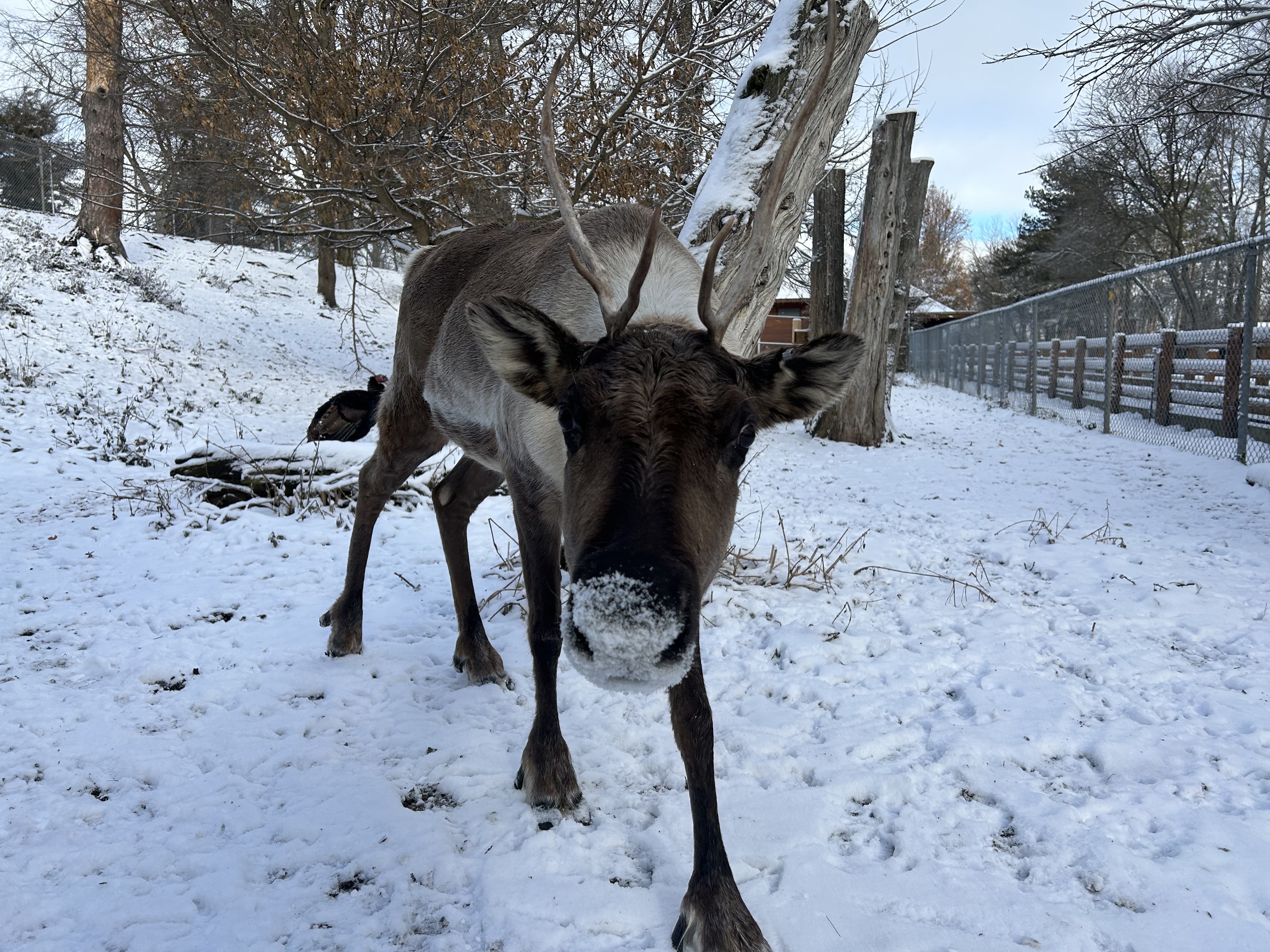Коледа е точно зад ъгъла елените на Дядо Коледа със