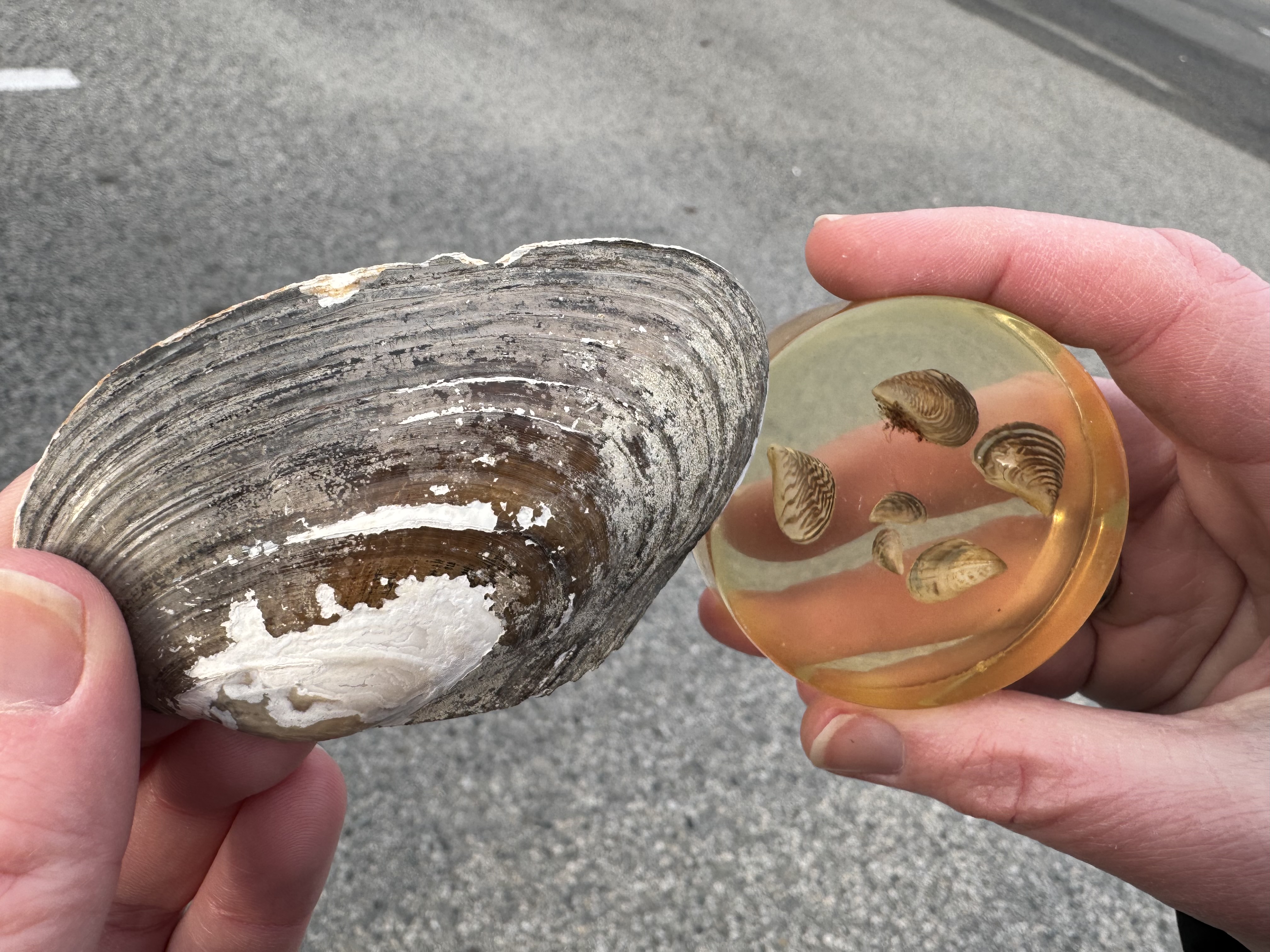 Изминаха 11 години откакто езерото Оканаган започна да се тества