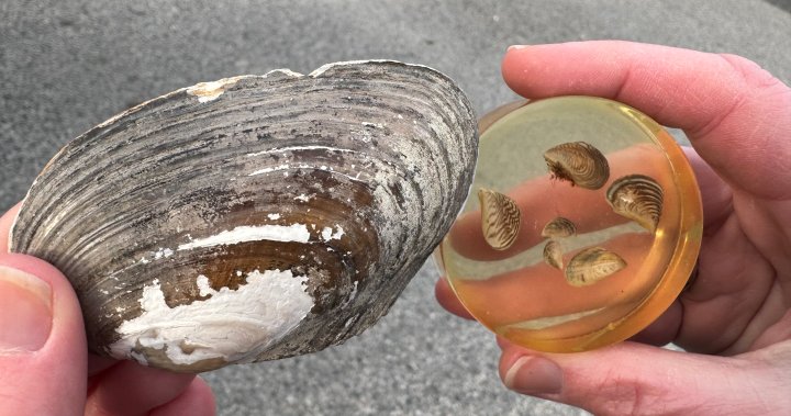 Okanagan Lake free of invasive mussels, says non-profit society