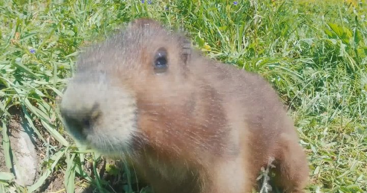 Baby boom helps critically endangered Vancouver Island marmot population