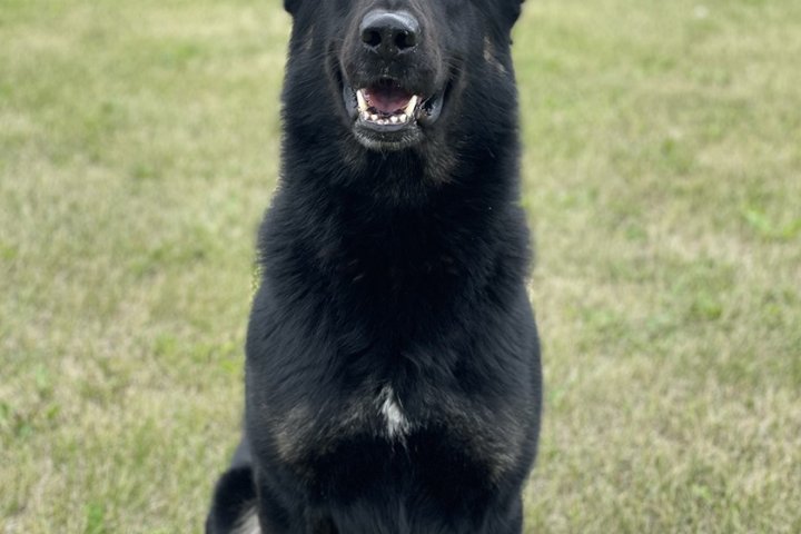 Manitoba RCMP police service dog nabs suspect who tried to run and hide