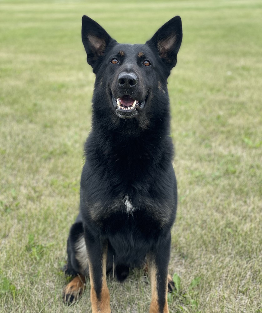 Marook, a police service dog, tracked a suspect into the woods and helped officers arrest him.