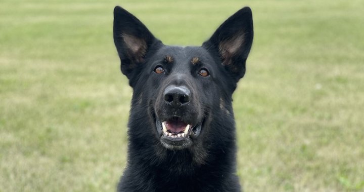 Полицейско служебно куче на име Марук е помогнало на служителите