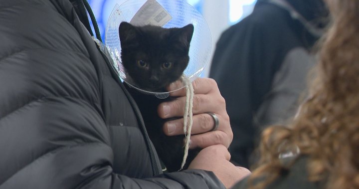 Saskatoon SPCA hosts month long adoption drive