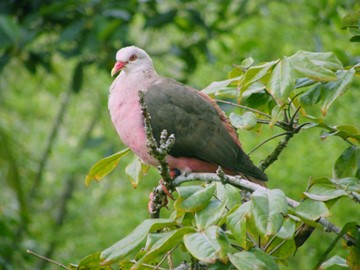 A Pink Pigeon.