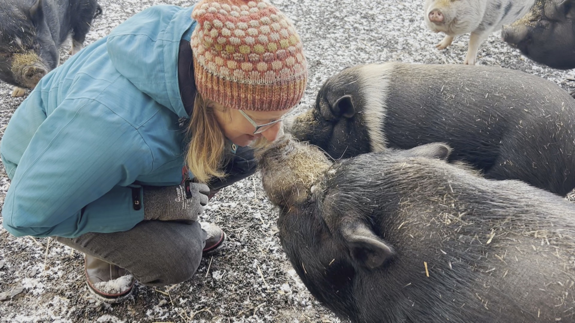 N.S. animal sanctuaries bombarded with surrendered pot-bellied pigs