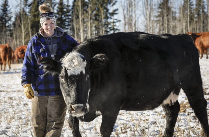 Ashley Perepelkin rubs her cow "Fiddy" on the family's farm near Leslieville, Alta., Thursday, Nov. 30, 2023.