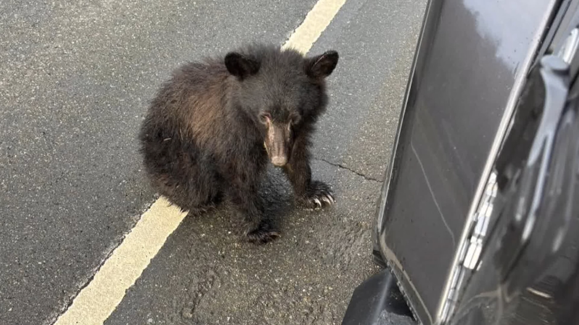 Bear cub found in middle of Comox Valley highway euthanized