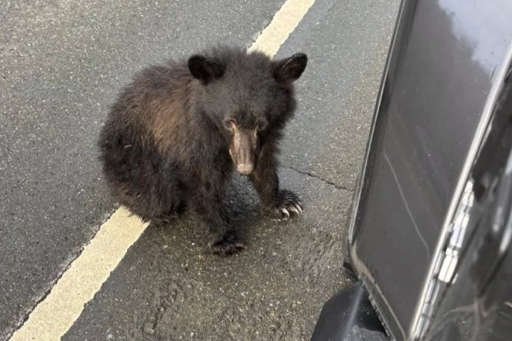 Bear cub found in middle of Comox Valley highway euthanized