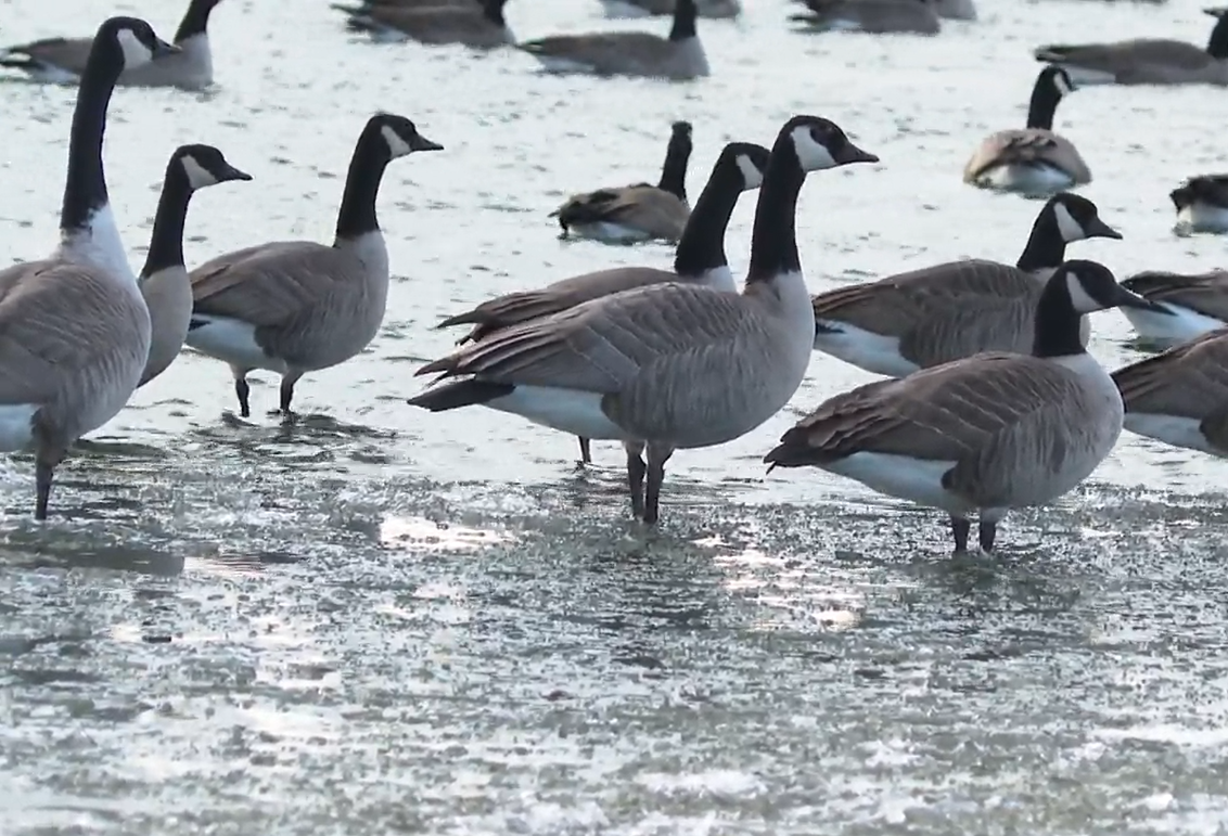 Early signs of avian influenza impacting waterfowl in Lethbridge