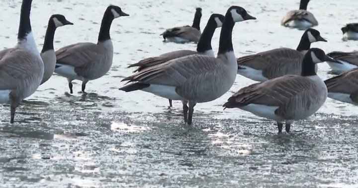 Los primeros signos de gripe aviar que afectan a las aves acuáticas en Lethbridge