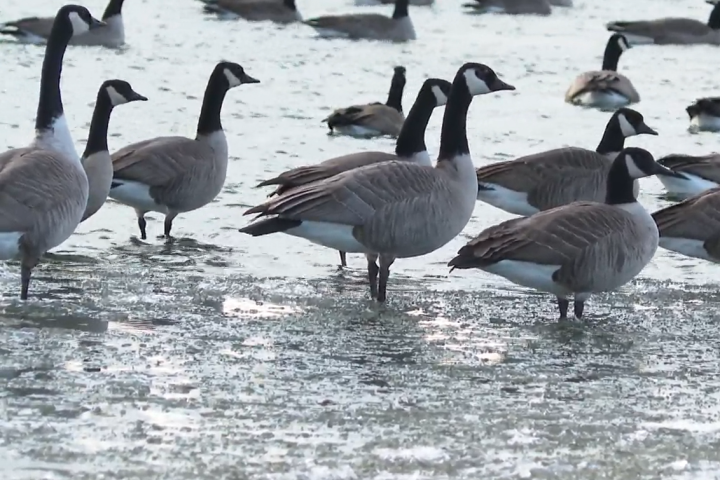 Early signs of avian influenza impacting waterfowl in Lethbridge