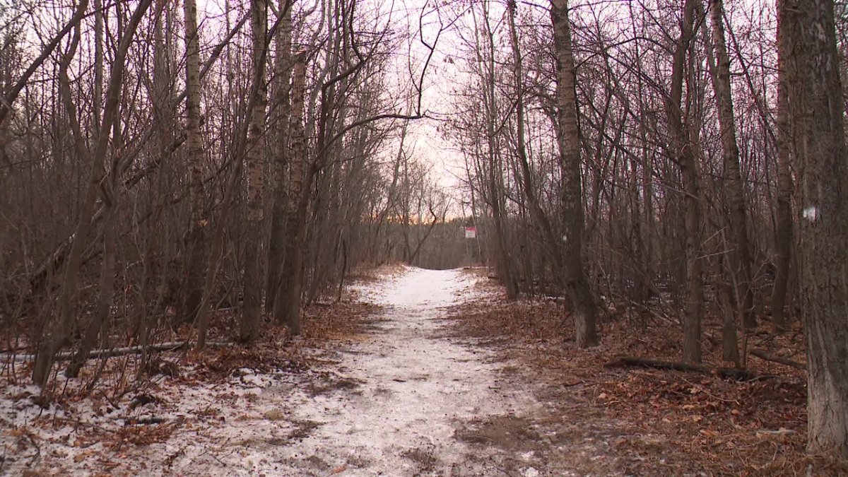 A trail in the Mill Creek Ravine in Edmonton, Alta. on Wednesday, December 13, 2023.