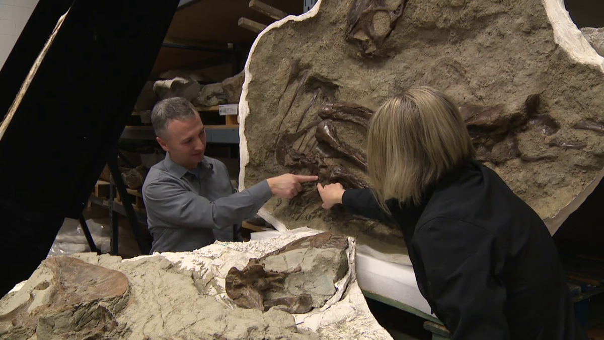 Dr. Francois Therrien (L) and Dr. Darla Zelenitsky (R) examine the Gorgosaurus libratus that had Citipes elegans bones inside its stomach.