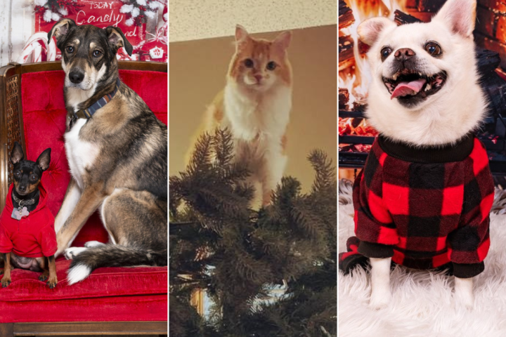 Happy Paw-lidays! Global News readers share their adorable pet photos