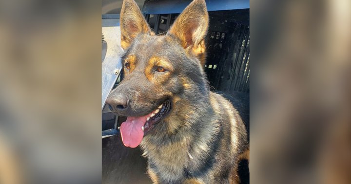 Полицейско куче проследи заподозрян крадец, други 2 арестувани: Върнън RCMP