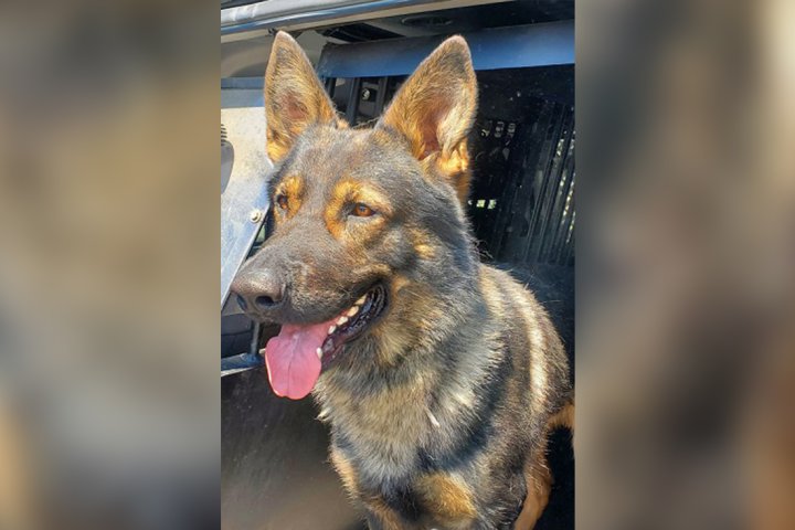 Police dog tracks down suspected thief, 2 others arrested: Vernon RCMP
