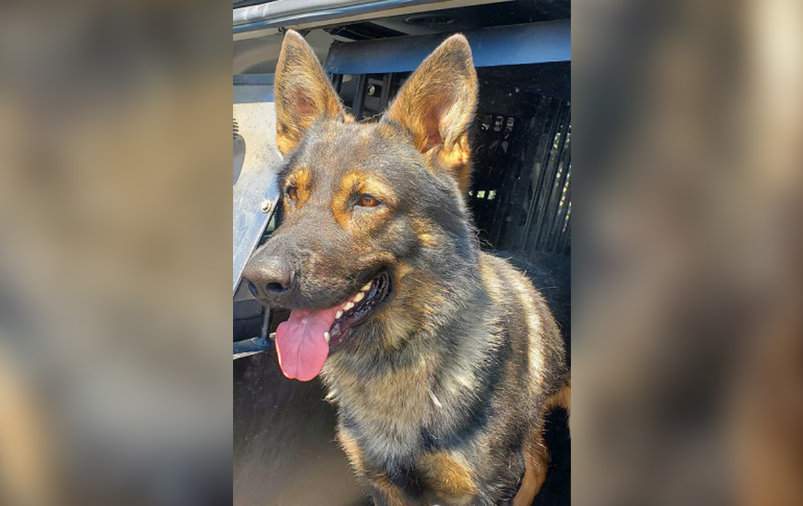 Police dog tracks down suspected thief, 2 others arrested: Vernon RCMP ...
