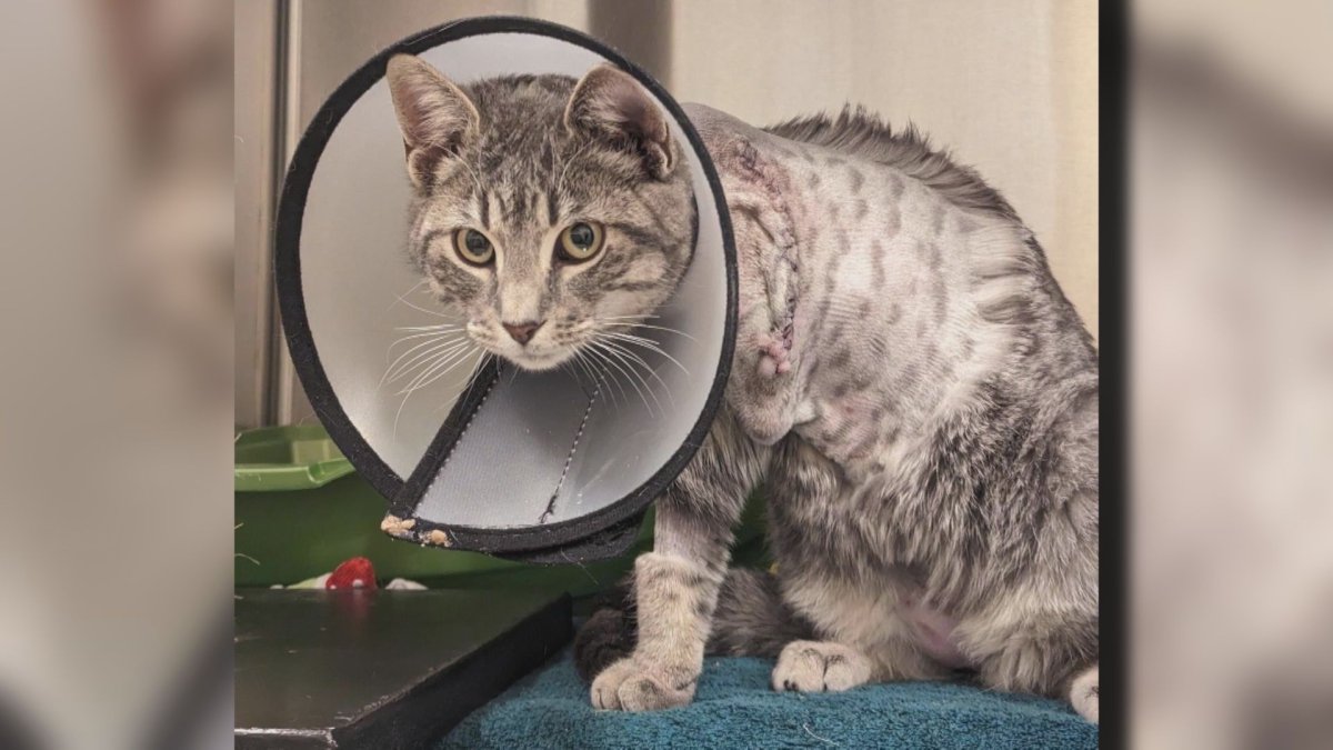 A stray cat had its front left leg amputated after it was found by a rescuer.