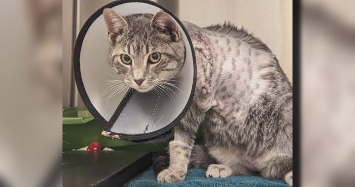 Бездомна котка се възстановява след ампутация на предния крак: BC SPCA