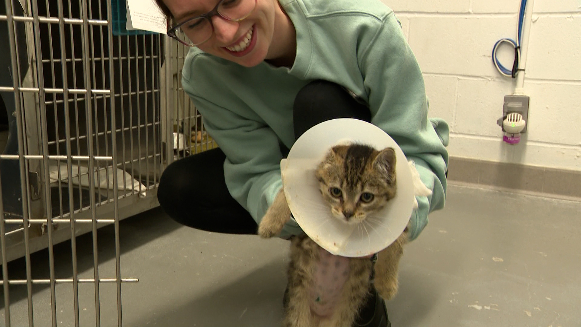 За първи път от близо две години Kingston Humane Society