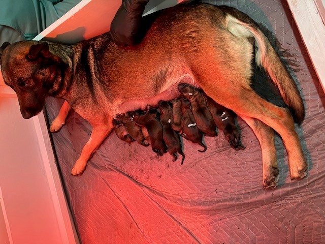 Полицейската служба на Уинипег има за цел да обучи нова