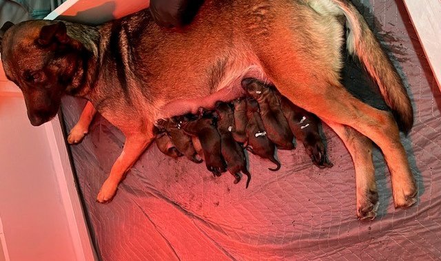 Нова група кученца, родени в семейство с кучета от полицейската служба на Уинипег