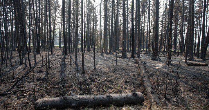 2023年野火烧毁了1850万公顷的土地。解冻后会发生什么？