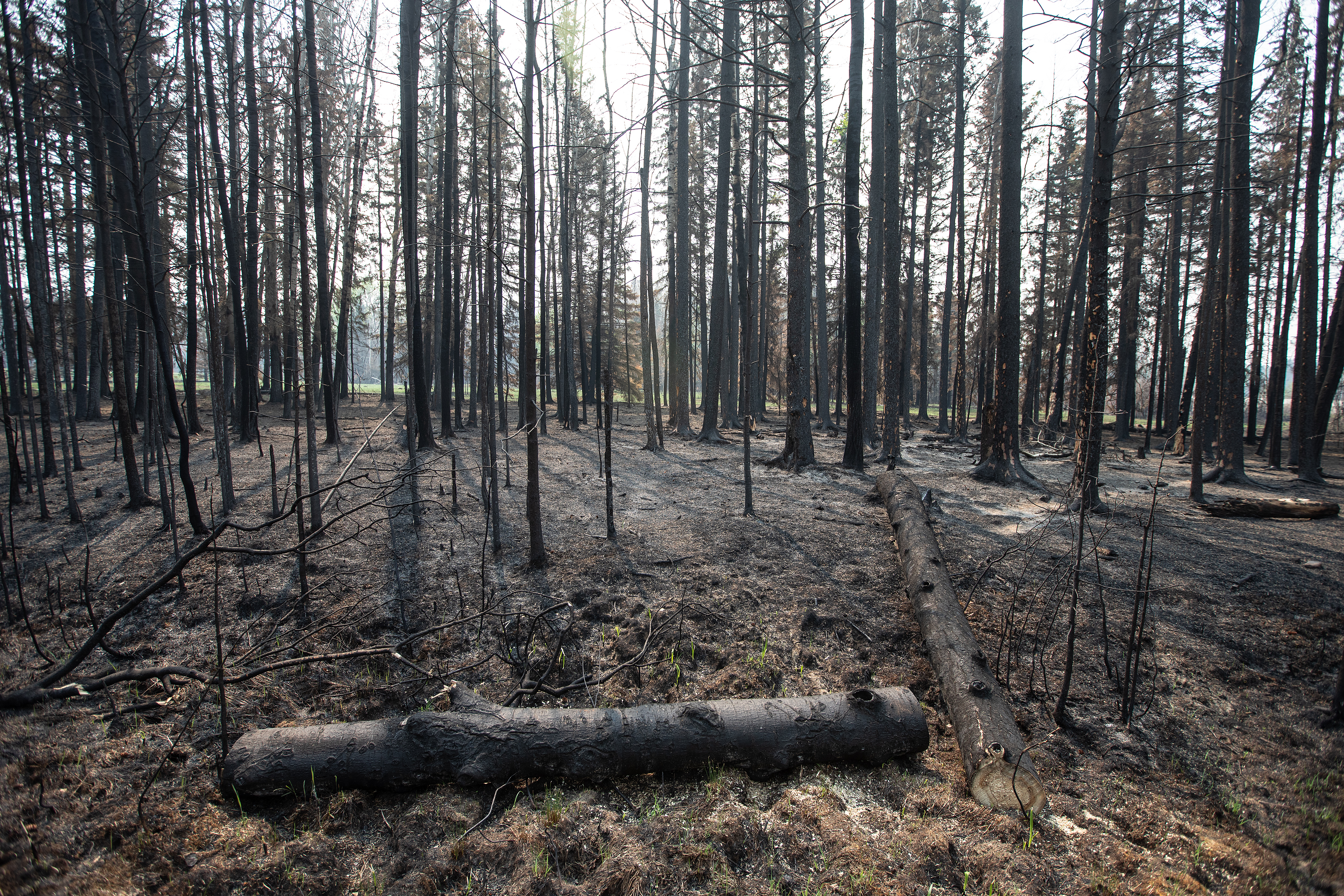 Wildfires burned 18.5M hectares of land in 2023. What will happen come thaw?